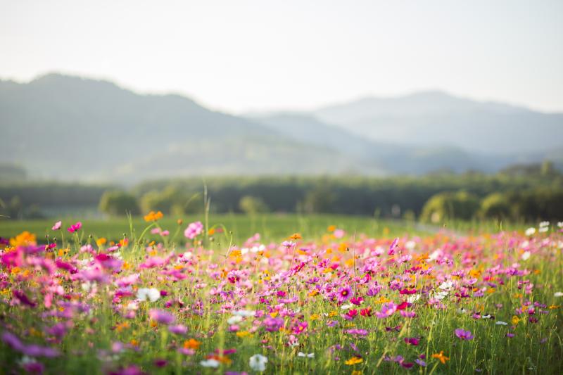 Image: Field of flowers